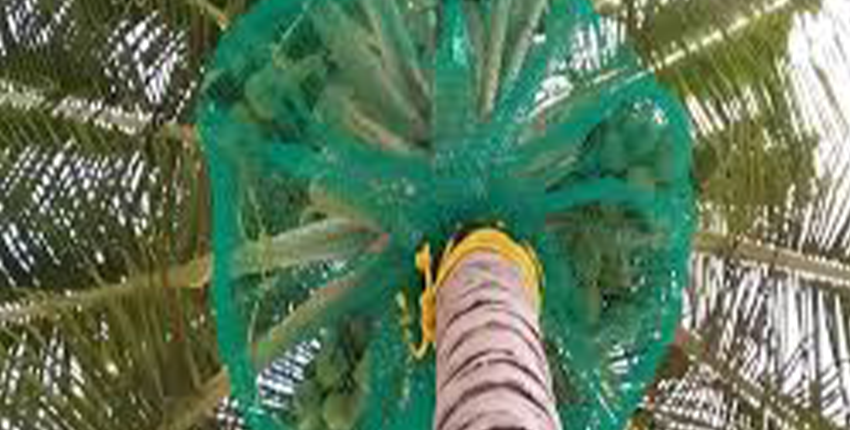 Coconut tree safety nets installed for protection against falling coconut
