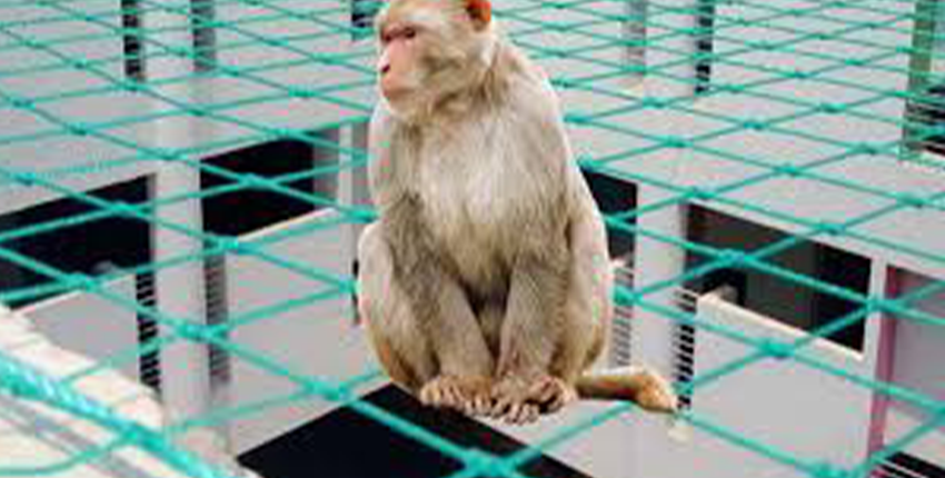 Monkey safety nets installed in an apartment for protection against monkeys.
